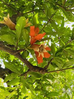Photo, ডালিম, প্রাণবন্ত, কমলা, 