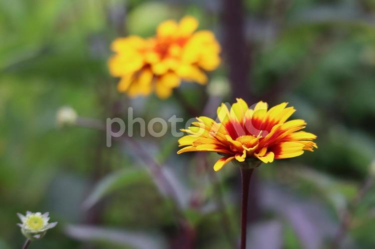 黄色い花びらのテンニンギクの花のアップ 黄色い,花びら,テンニンギクの写真素材