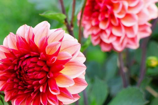 Photo, dahlia, flower, plant, 