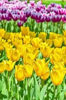 Beautiful tulip flowers, JPG