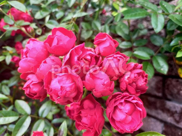 海外の薔薇 バラ,薔薇,開花の写真素材