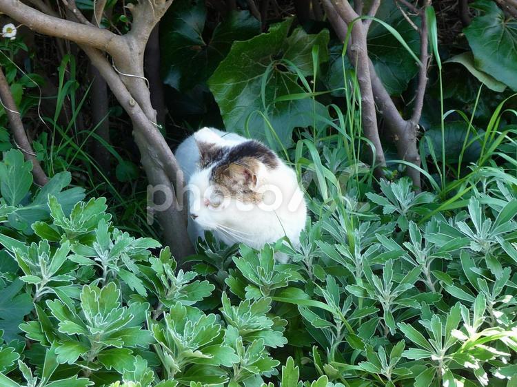 城ヶ島公園の三毛猫 猫,ねこ,ネコの写真素材