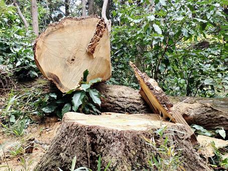 切り株 倒木,山,自然の写真素材