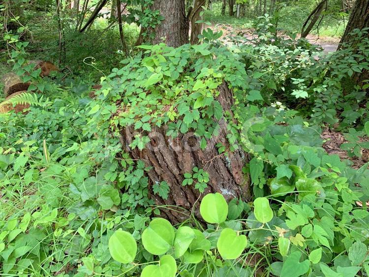 植物におおわれたななめの切り株 切り株,切株,きりかぶの写真素材