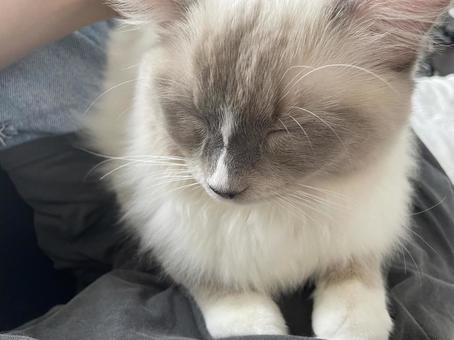 猫 うたた寝 猫 うたた寝の写真