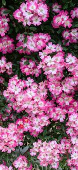 バラ 薔薇 バラ 薔薇の写真