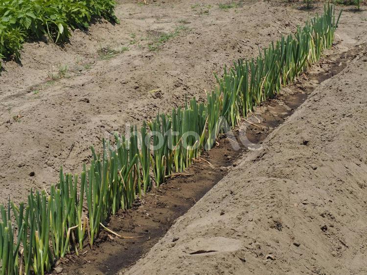冬野菜　長ネギの植え付け① 長ネギ,長葱,冬野菜の写真素材