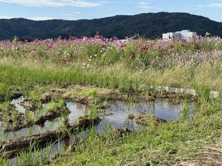 福井県 曇り空と宮ノ下コスモス公苑 福井県 曇り空と宮ノ下コスモス公苑 福井県,宮ノ下コスモス公苑,曇りの写真素材
