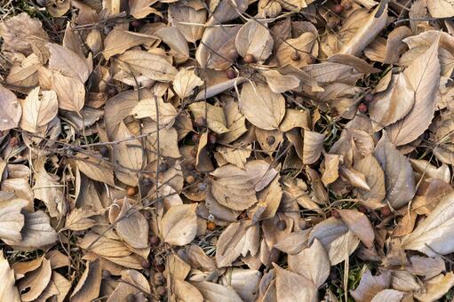 枯れ葉と木の実のテクスチャ・冬の始まり 落ち葉,枯れ葉,葉っぱの写真素材