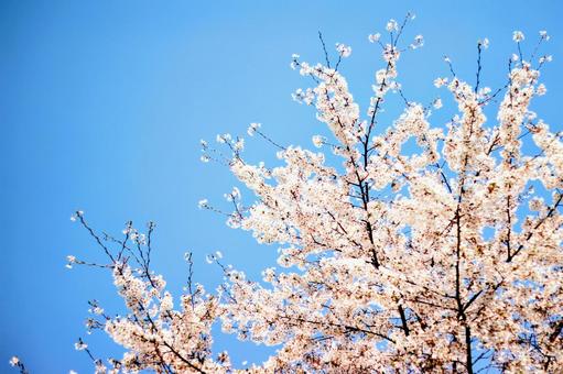 桜 桜の写真