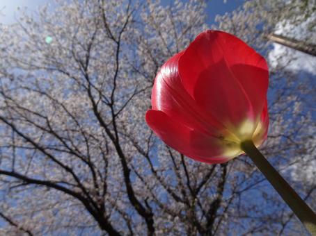 Sakura and Tulips-2, JPG Sakura and Tulips-2, JPG