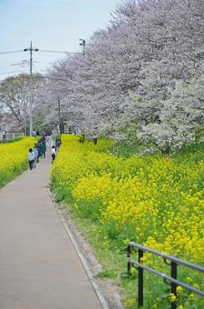 川島町 桜堤 川島町 桜堤 川島町,桜,菜の花の写真素材
