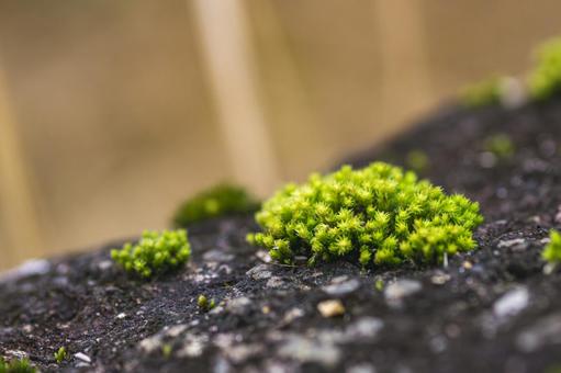 タマゴケ 苔,マクロ,アップの写真素材