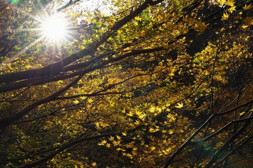 紅葉と光条 紅葉と光条の写真