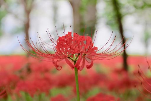 彼岸花 彼岸花 ヒガンバナ,マンジュシャゲ,赤の写真素材