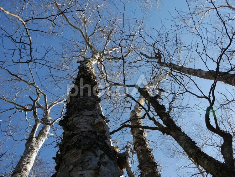 そびえたつ樹木 木,樹木,冬の写真素材