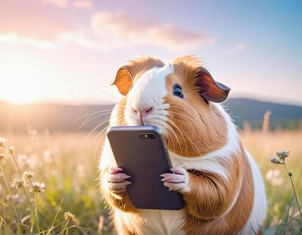 スマホを使うモルモット スマホを使うモルモットの写真