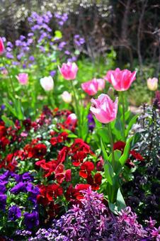 Tulips, JPG Tulips, JPG