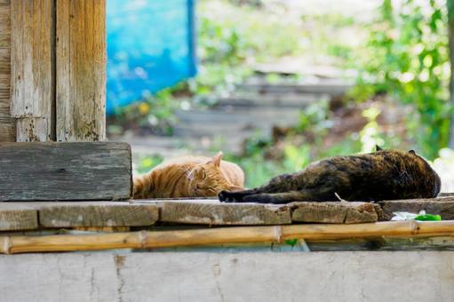 猫(205) 猫(205)の写真