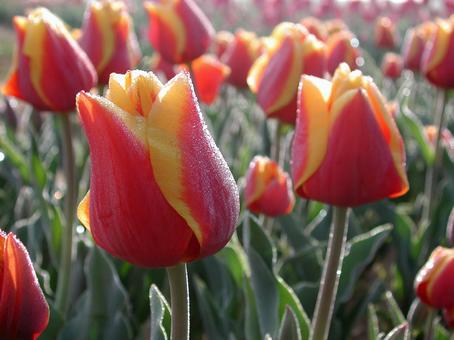 チューリップ・Tulips　咲く風景 球根植物,チューリップ,風景の写真素材