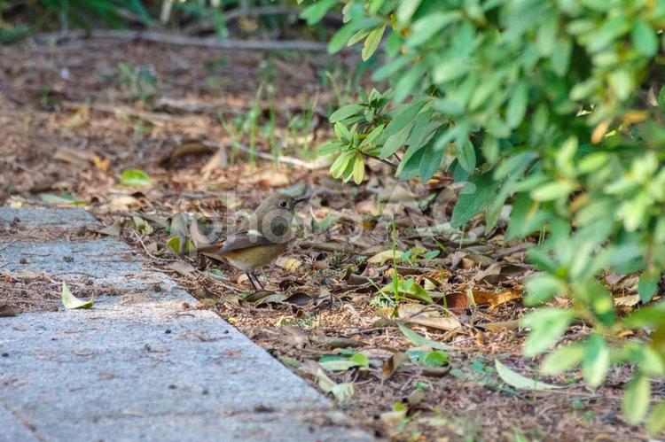 港区南青山2丁目のジョウビタキメス ジョウビタキ,野鳥,鳥の写真素材