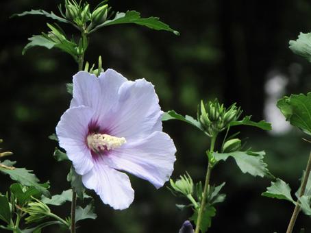 Photo, muggets, hibiscus, blue satin, 
