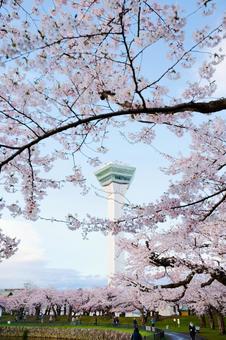 五稜郭公園の桜 桜,五稜郭タワー,さくらの写真素材