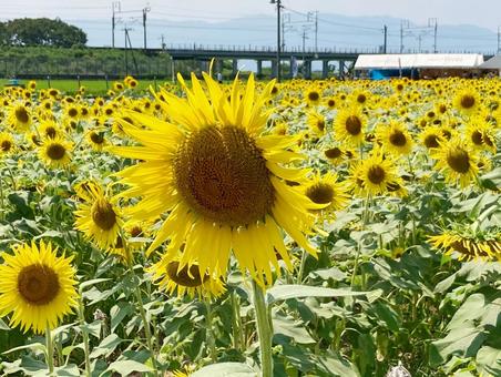大垣ひまわり畑 大垣ひまわり畑の写真
