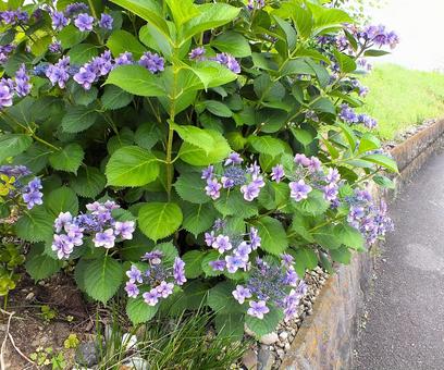 紫陽花 紫陽花 紫陽花,花,紫の写真素材