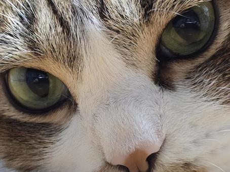 Staring cat, JPG