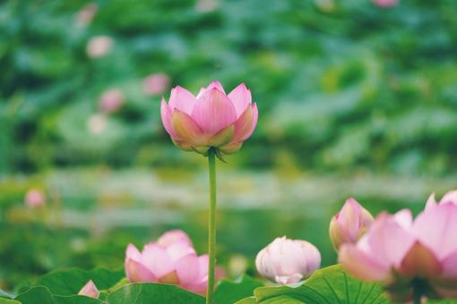 蓮の花 蓮の花の写真