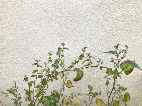 壁と植物 壁,植物,グリーンの写真素材