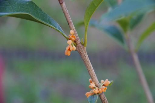 金木犀の蕾 金木犀の蕾 蕾,花,秋の写真素材