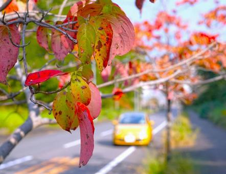 坂道の紅葉 紅葉,車,秋の写真素材