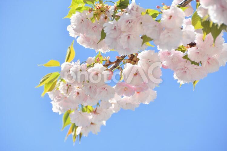 植物　花　八重桜 植物,花,桜の写真素材