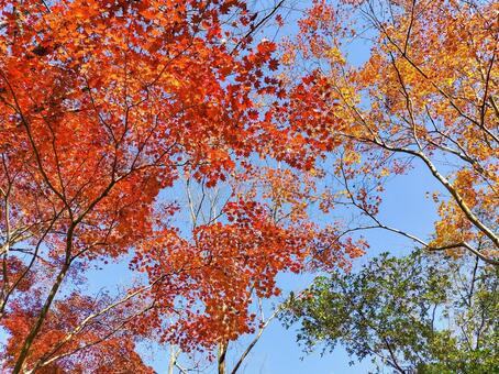 紅葉のもみじ林　伊豆の修善寺虹の郷にて 紅葉,モミジ,紅葉狩りの写真素材