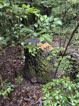 苔むした切り株に生えるキノコ 切り株,キノコ,苔の写真素材