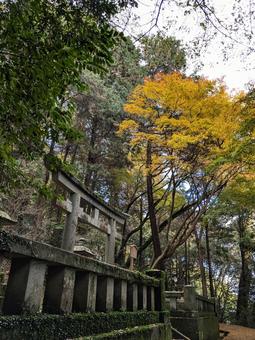 黄葉と鳥居 黄葉,金毘羅,香川の写真素材