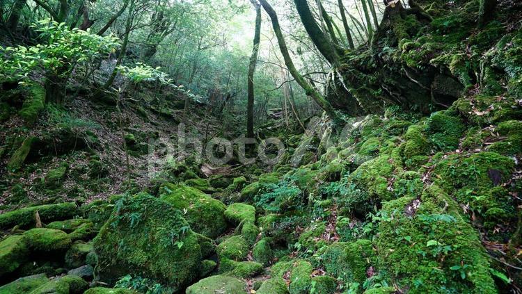 屋久島　白谷雲水峡　苔むす森 屋久島,白谷雲水峡,苔の写真素材