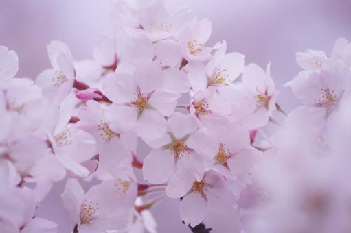 cherry blossoms, JPG