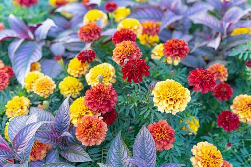 マリーゴールドとコリウスの写真