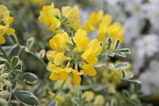 エニシダ・金雀枝　マクロの写真