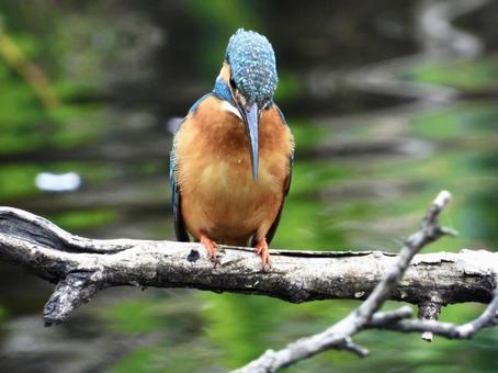 Kingfisher perched on a fallen tree, bird, wild bird, kingfishers, JPG