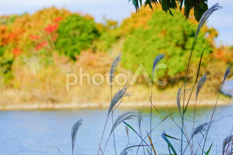 秋の水辺の風景 水辺,自然,草の写真素材