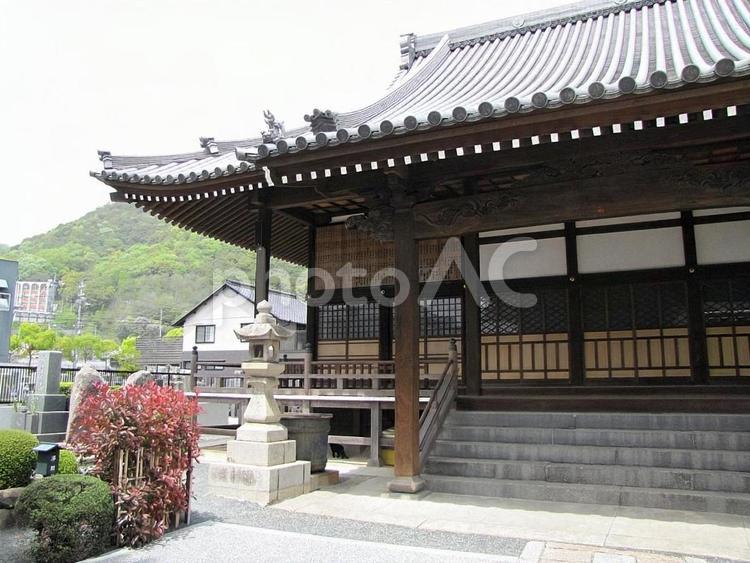 【風景写真】善教寺(広島県三原市)の風景 善教寺,浄土真宗,神社仏閣の写真素材