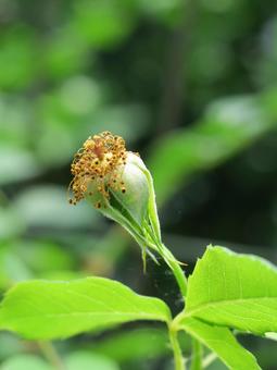 薔薇の種 薔薇の種 薔薇,花後,種の写真素材