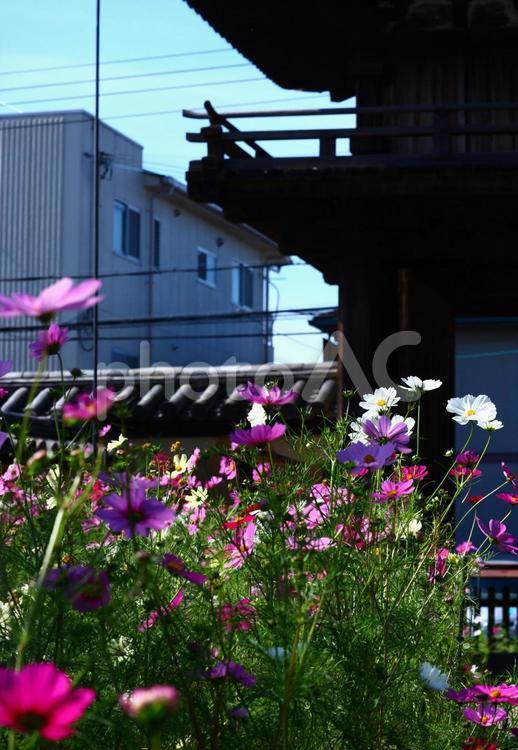 般若寺美しき秋桜 秋,秋桜,奈良の写真素材