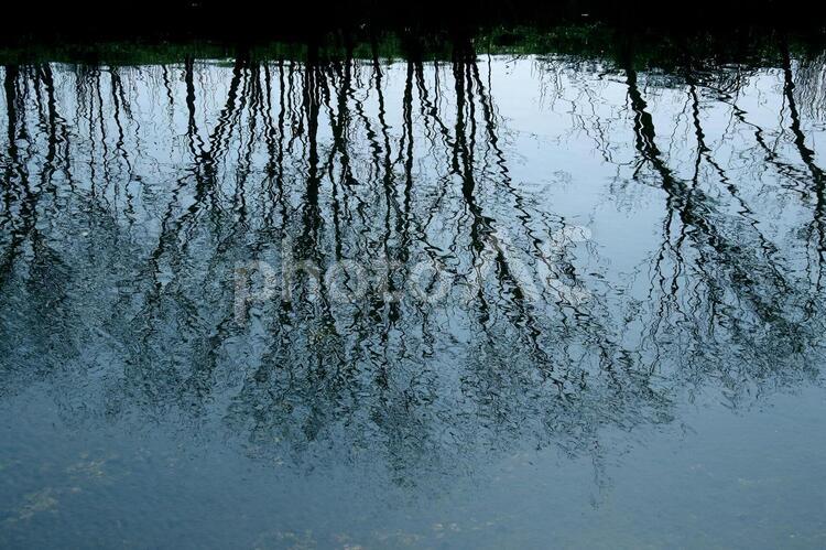 水路の木立 木立,水路,映り込みの写真素材