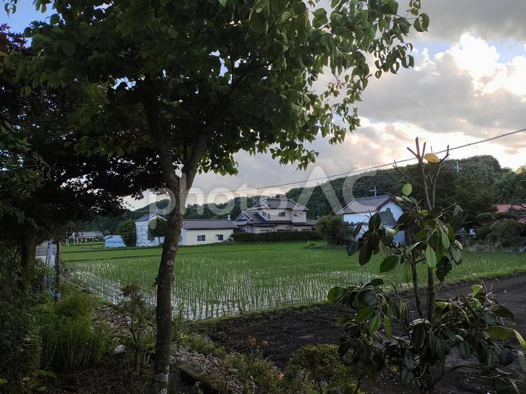 水田のある風景 風景,自然,木の写真素材