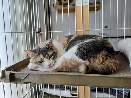 ケージの中でくつろぐ猫 ケージの中でくつろぐ猫 猫,ネコ,三毛猫の写真素材